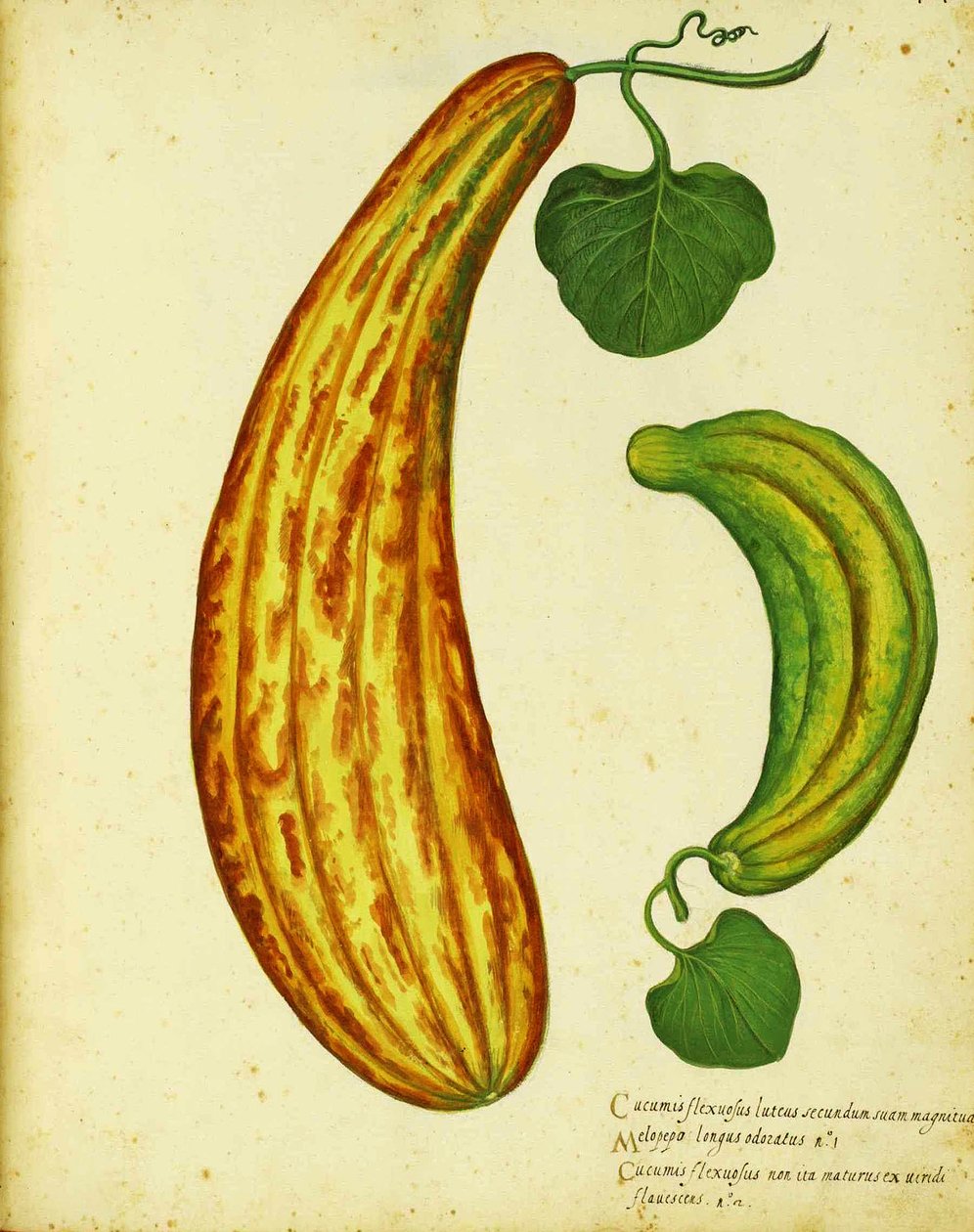 Sárga örmény uborka, Ulisse Aldrovandi alkotó: Italian School