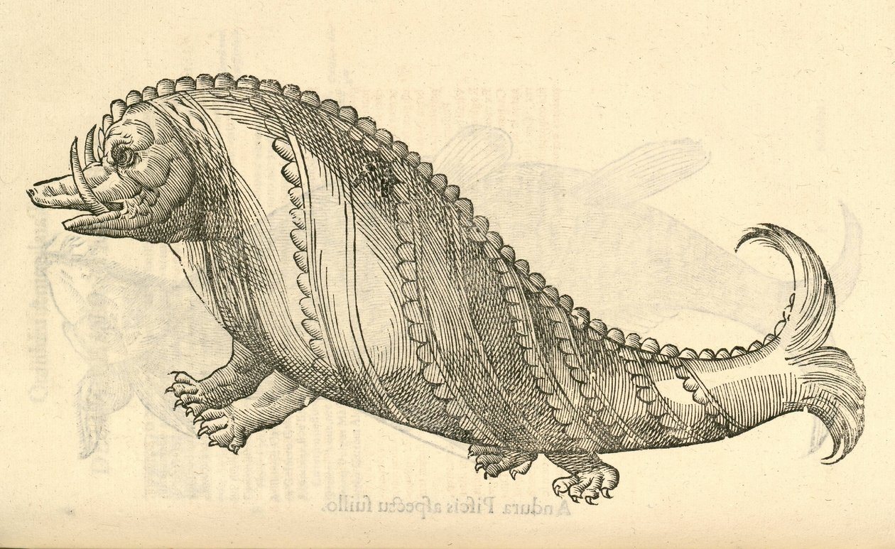 Aper Marinus Cetaceus illusztrációja az Aldrovandis A szörnyek története című filmből , 1642 alkotó: Italian School