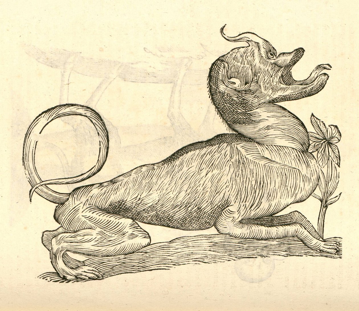 Canis monstroso capite illusztrációja Aldrovandis Szörnyek története , 1642 alkotó: Italian School