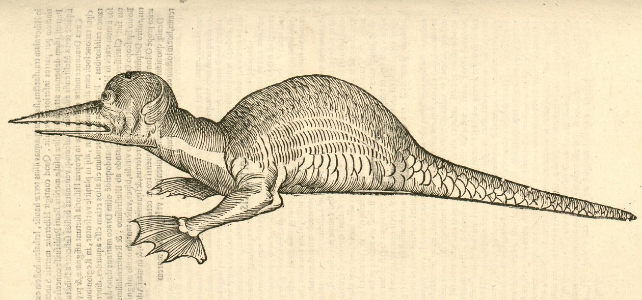 Draco marinus monophthalmos bipes illusztrációja Aldrovandis Szörnyek története , 1642 alkotó: Italian School