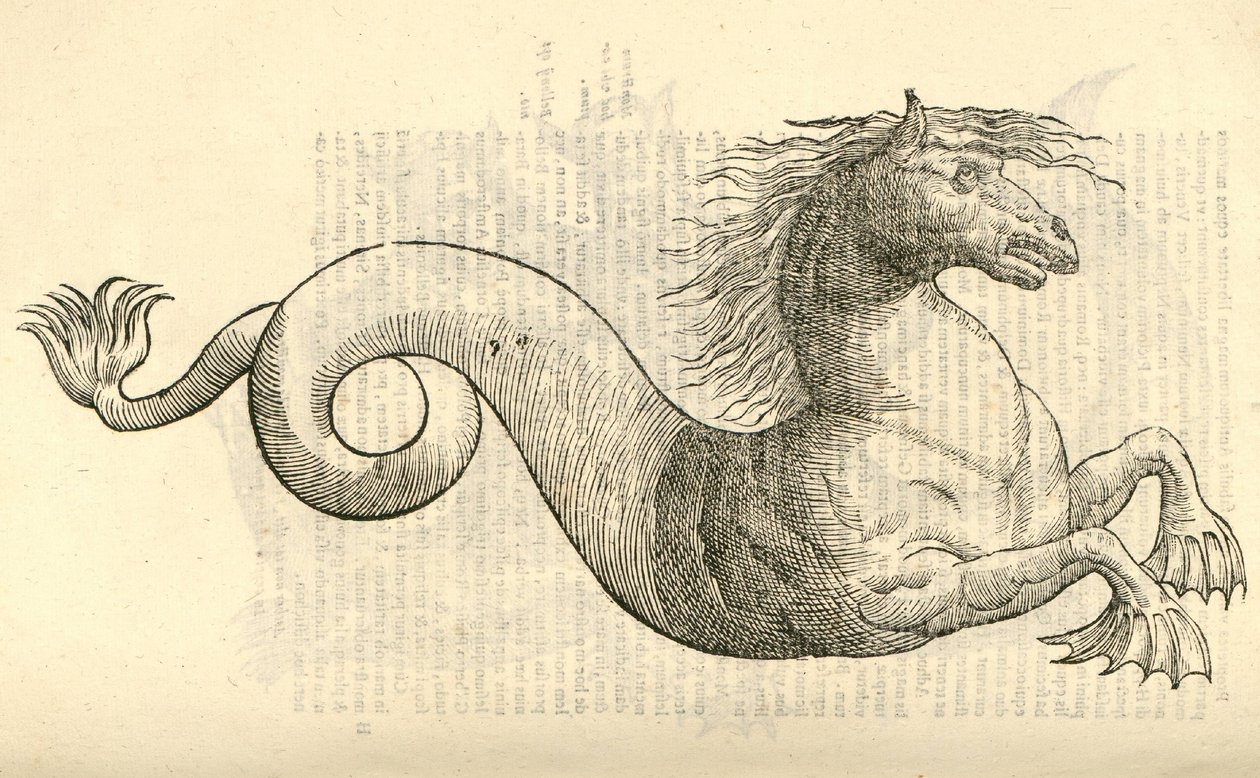 Equus marinus monstrosus illusztrációja Aldrovandis Szörnyek története , 1642 alkotó: Italian School