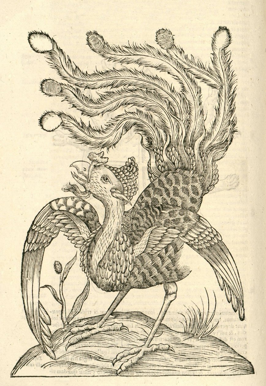 Gallus Indicus auritus tridactylus illusztrációja az Aldrovandis Szörnyek története , 1642 - ből alkotó: Italian School