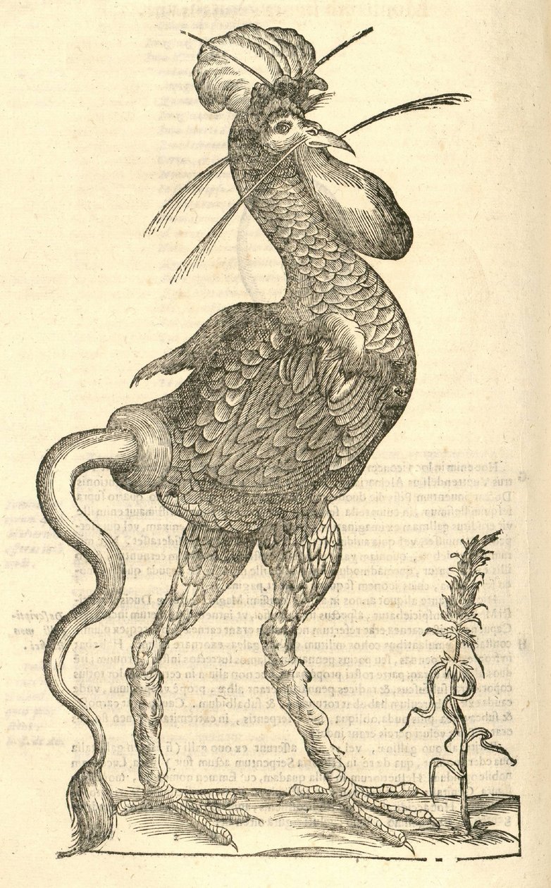 Gallus monstrosus illusztrációja az Aldrovandis History of Monsters című könyvből, 1642 alkotó: Italian School