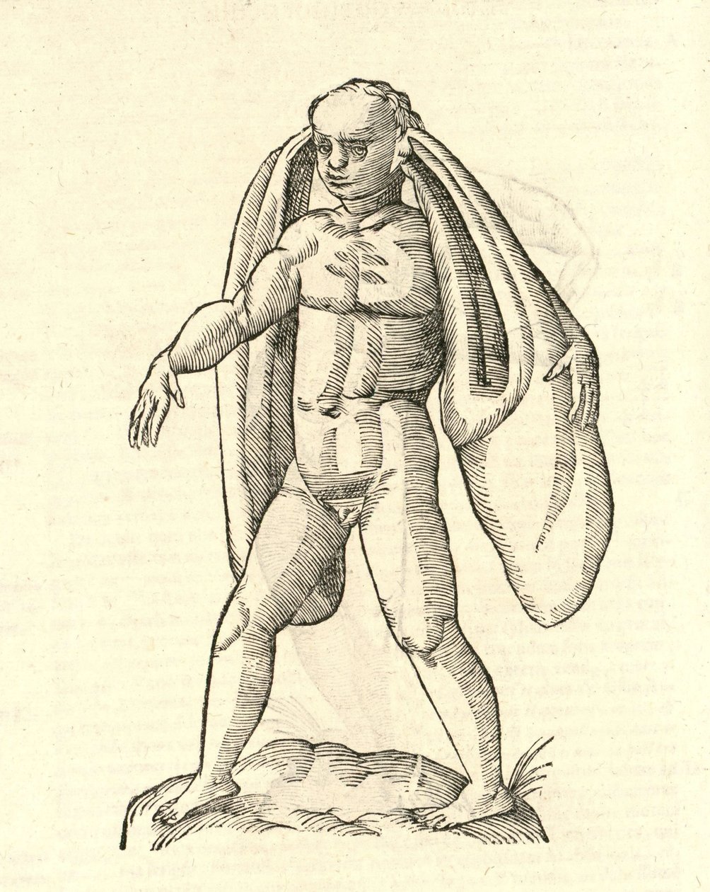 Homo Fanesius auritus illusztrációja Aldrovandis Szörnyek története , 1642 alkotó: Italian School