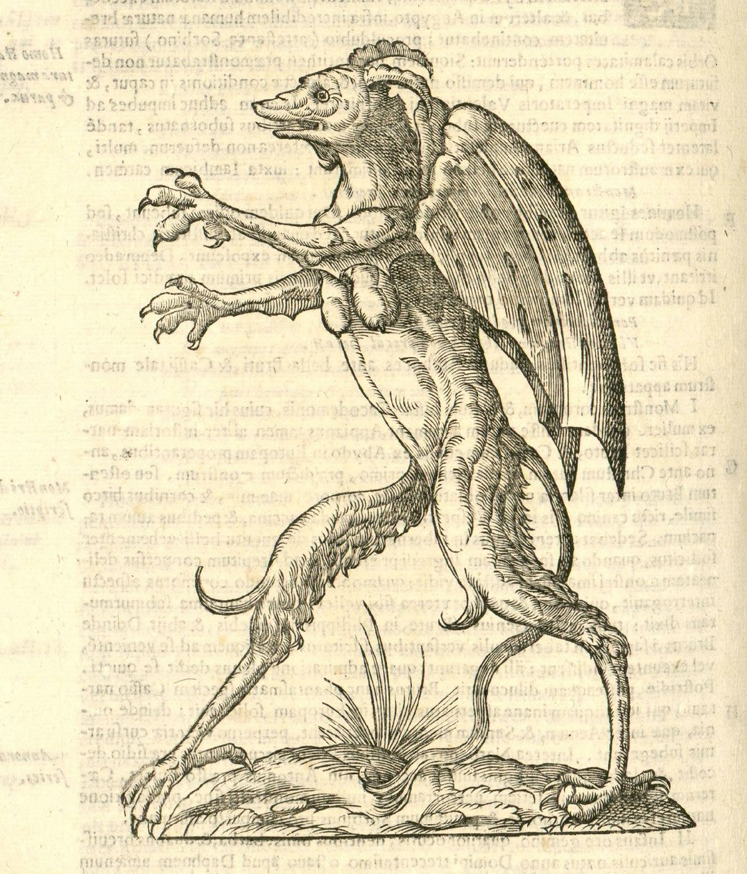 egy démonszerű szárnyas és szarvú szörny illusztrációja az Aldrovandis A szörnyek története című filmből , 1642 alkotó: Italian School