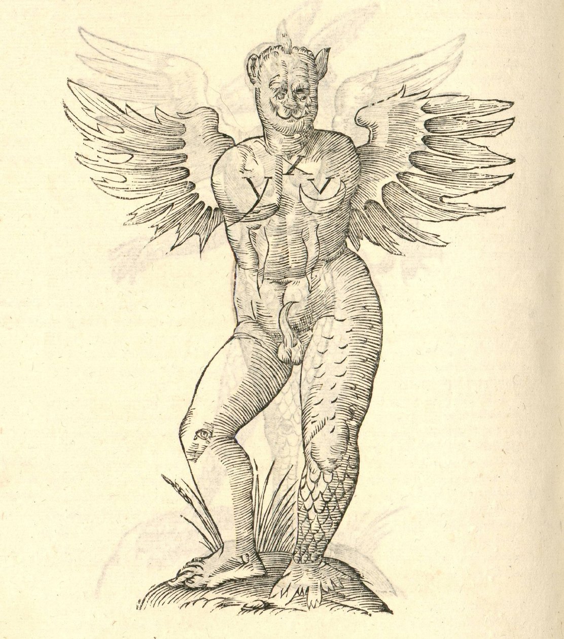 egy szárnyas szörny illusztrációja az Aldrovandis History of Monsters-ből, 1642 alkotó: Italian School