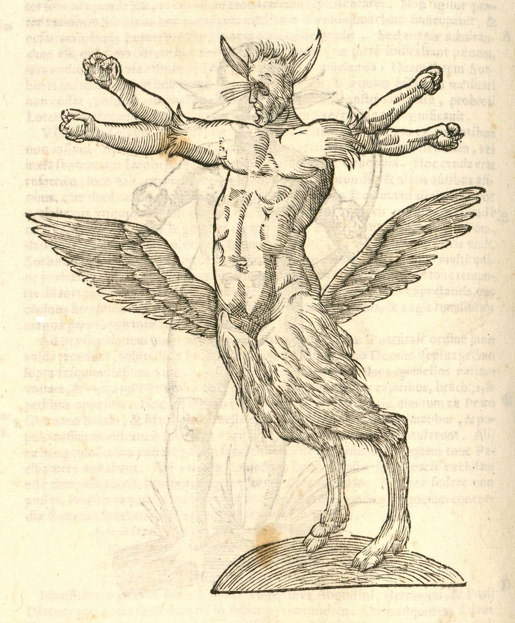 Szörny illusztrációja az Aldrovandis History of Monsters-ből, 1642 alkotó: Italian School