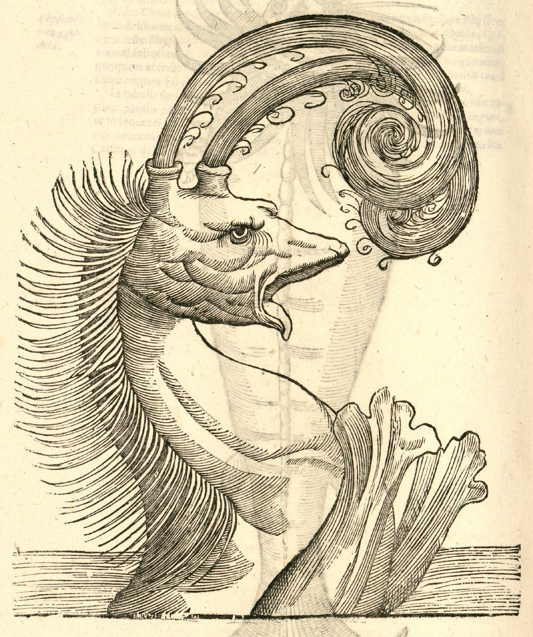Pseudophyseter illusztrációja az Aldrovandis History of Monsters-ből, 1642 alkotó: Italian School