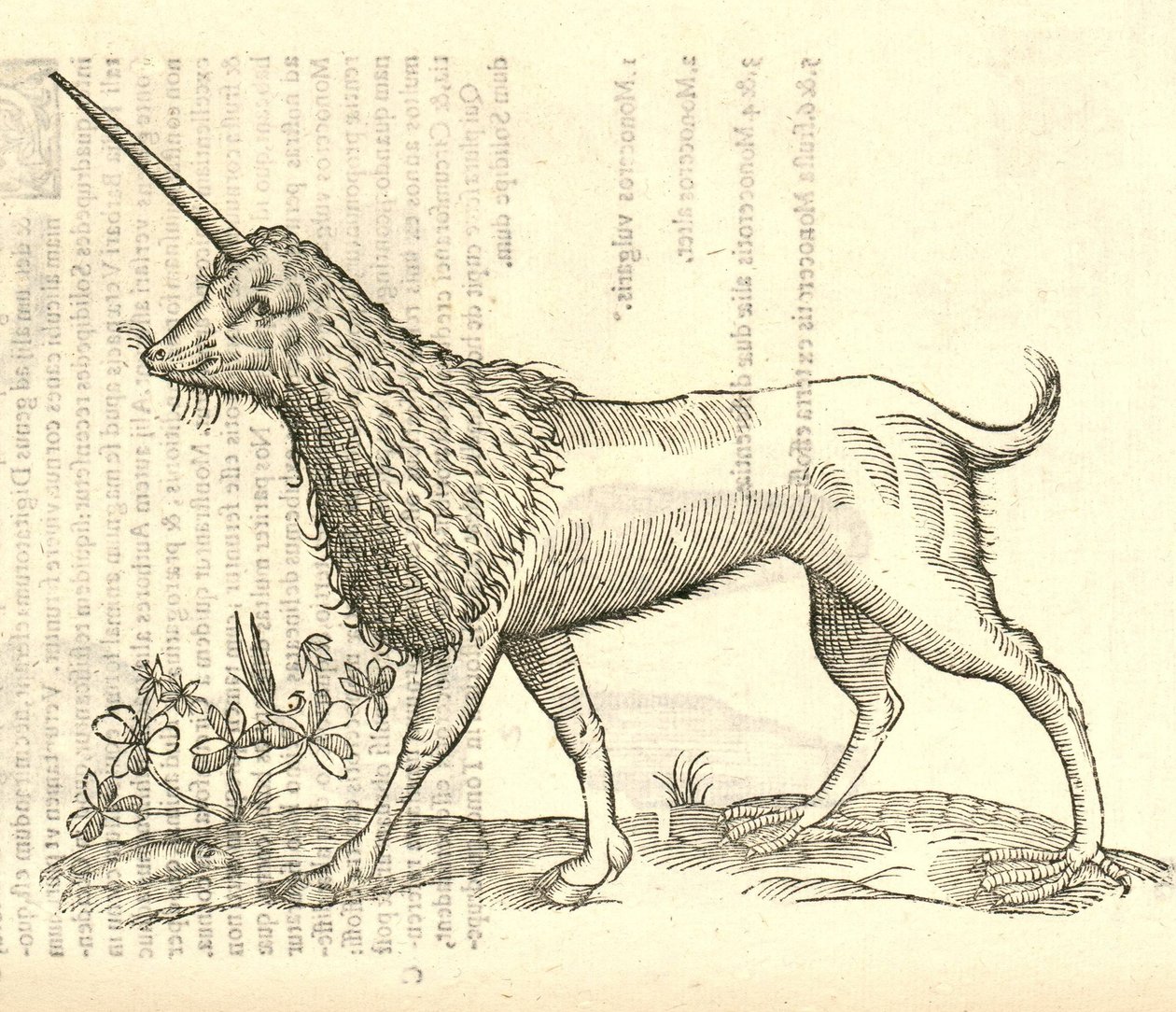 egy camphurch illusztrációja az Aldrovandis History of Monsters-ből, 1642 alkotó: Italian School