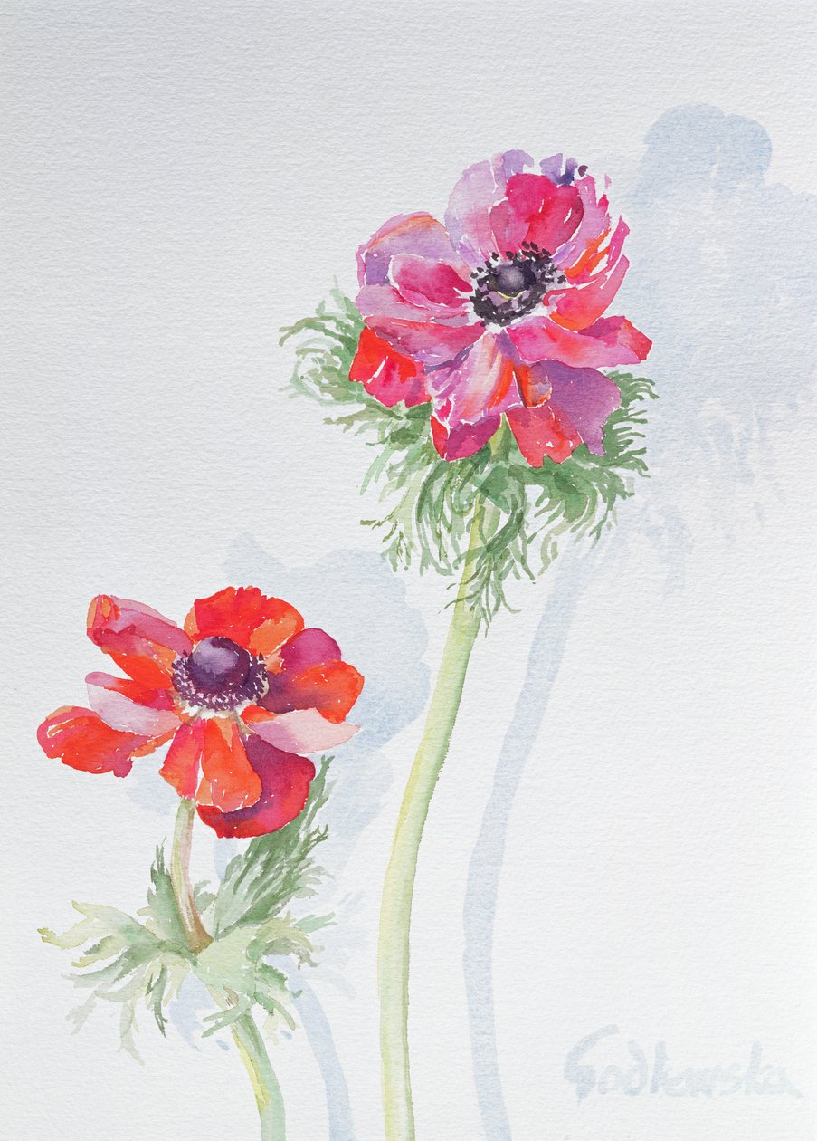 Anemone, 1998 (wc papíron) (lásd: 124451) alkotó: Izabella Godlewska de Aranda