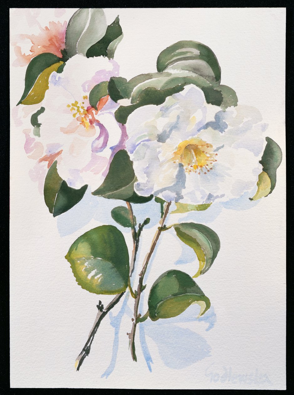 Camelia, 1998 (wc papíron) alkotó: Izabella Godlewska de Aranda