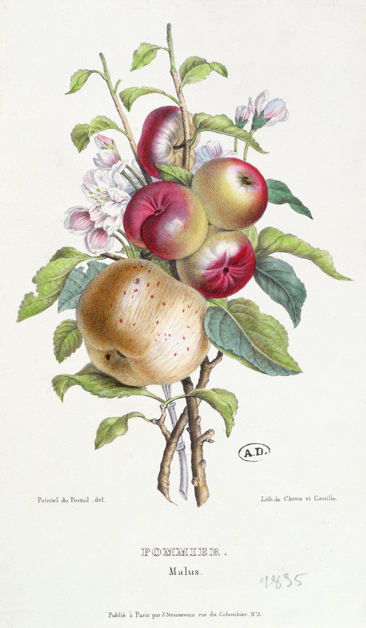 Almafa (Malus), 1835 körül alkotó: J. B. Pointel du Portail