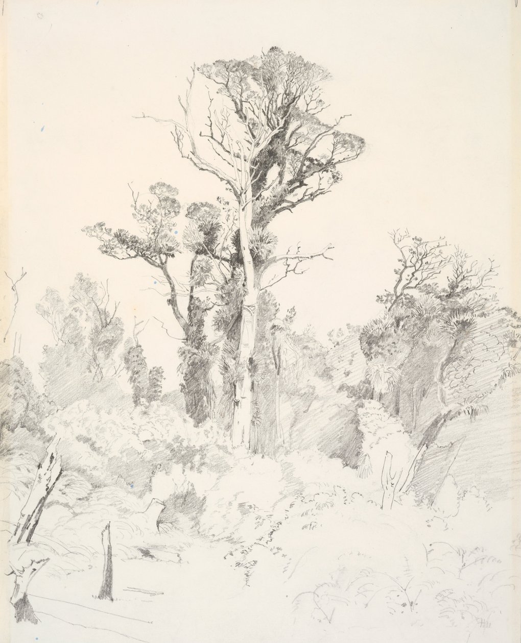 Megosztott bennszülöttek, Taranaki alkotó: J. C. Richmond