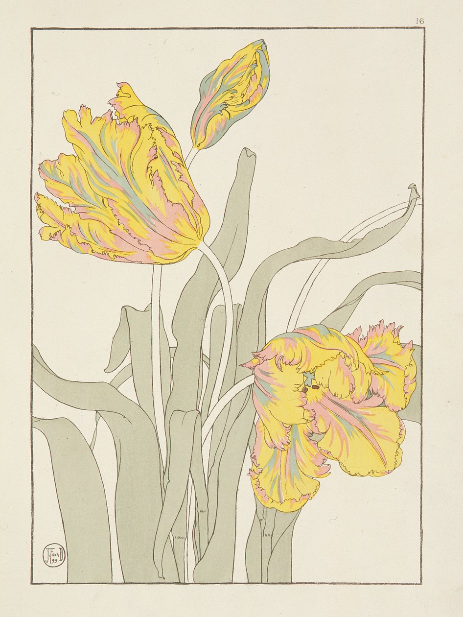 Tulipán J. Foord (fl.1890) 16. tábla a Decorative Flower Studies pubból. 1901, 1899 alkotó: J. Foord