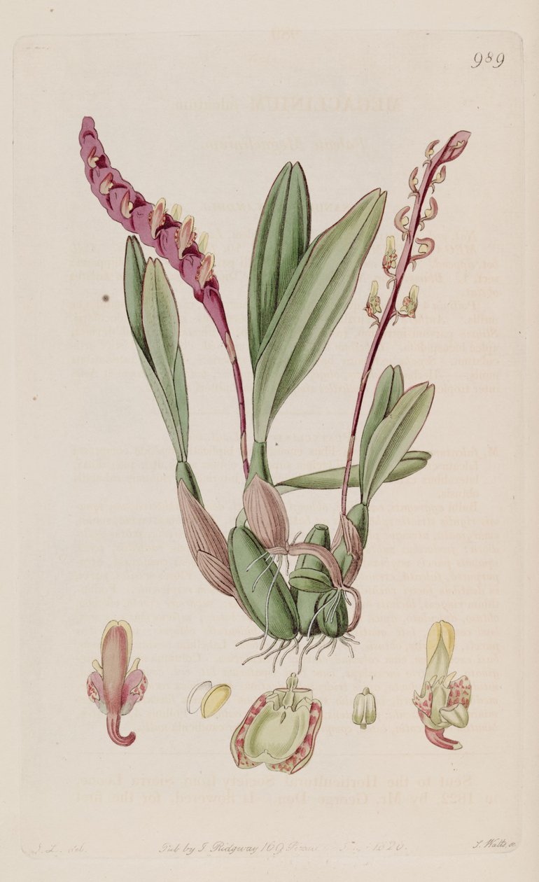 A Bulbophyllum falcatum (mint syn. Megaclinium falcatum) illusztrációja alkotó: J. L.
