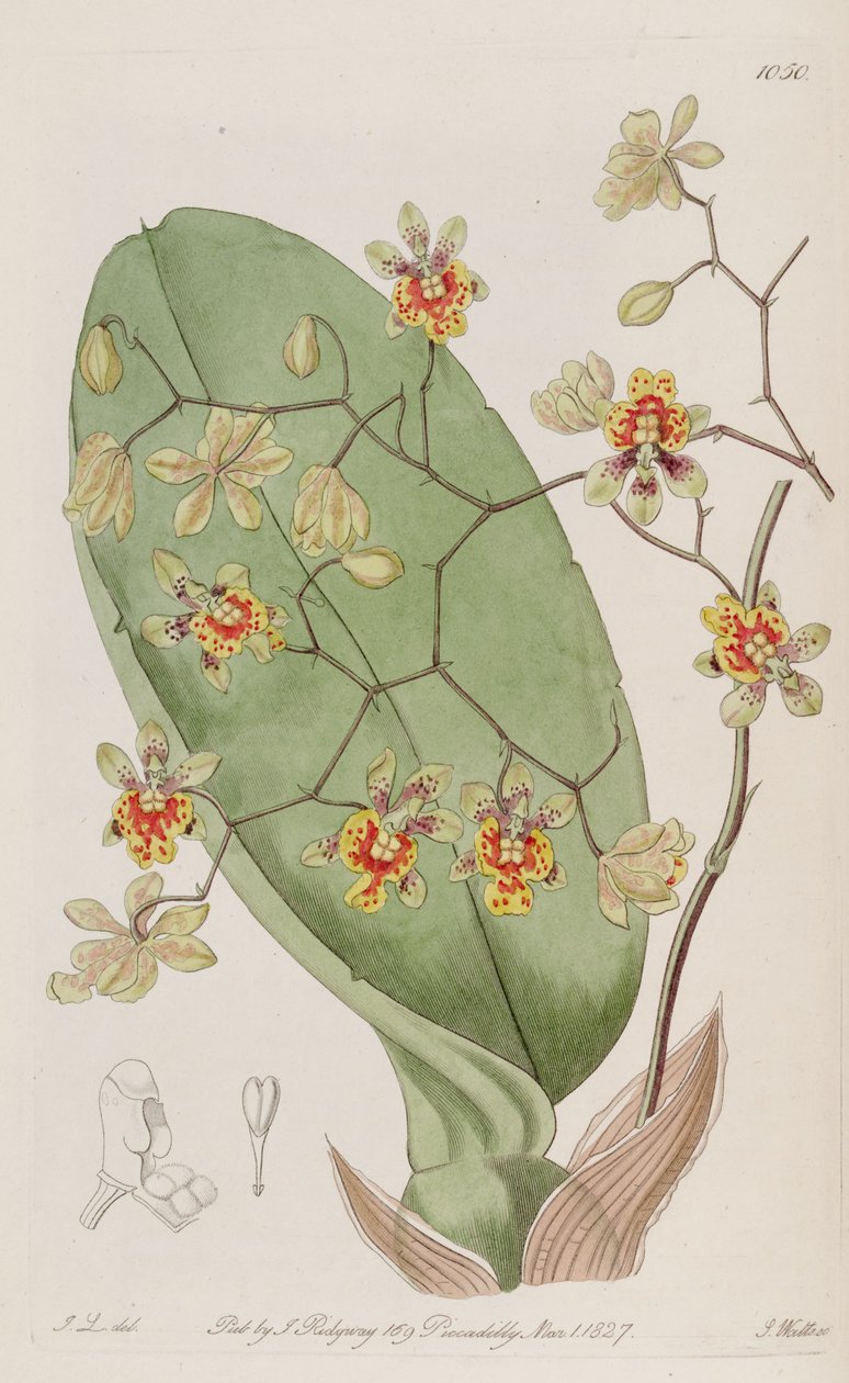 Az Oncidium divaricatum illusztrációja alkotó: J. L. del.