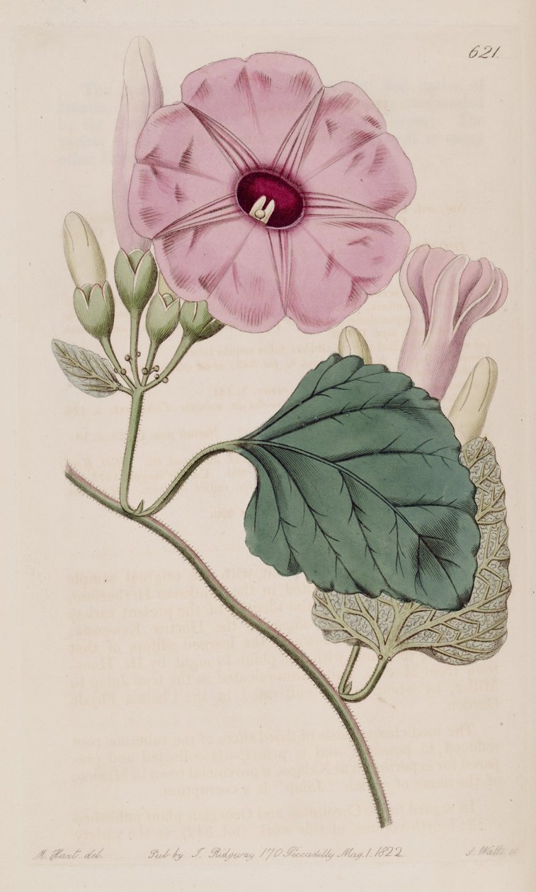 Ipomoea jalapa alkotó: J.Sims