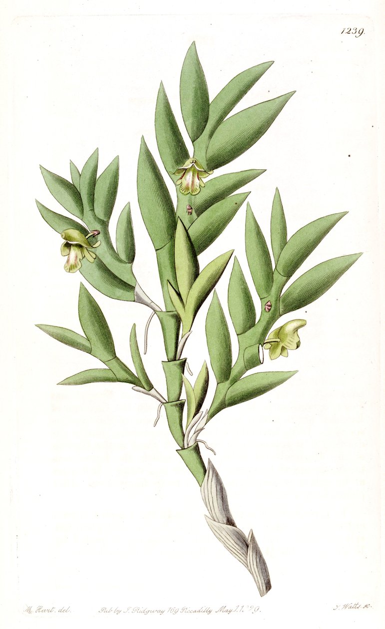 Aporum anceps vagy Dendrobium anceps alkotó: Jams  Watts