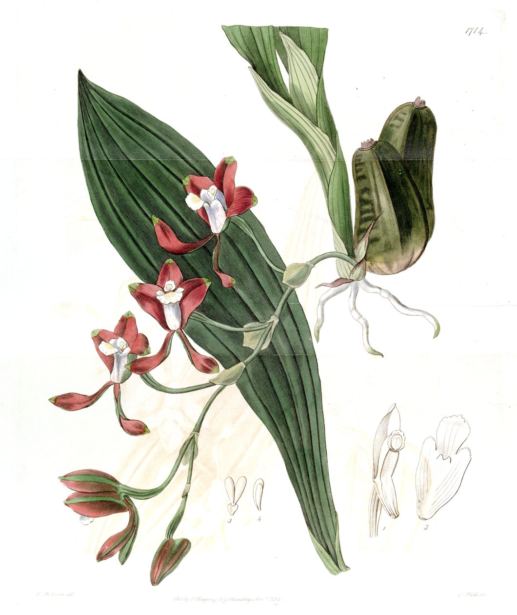 Batemannia colleyi alkotó: Jams  Watts