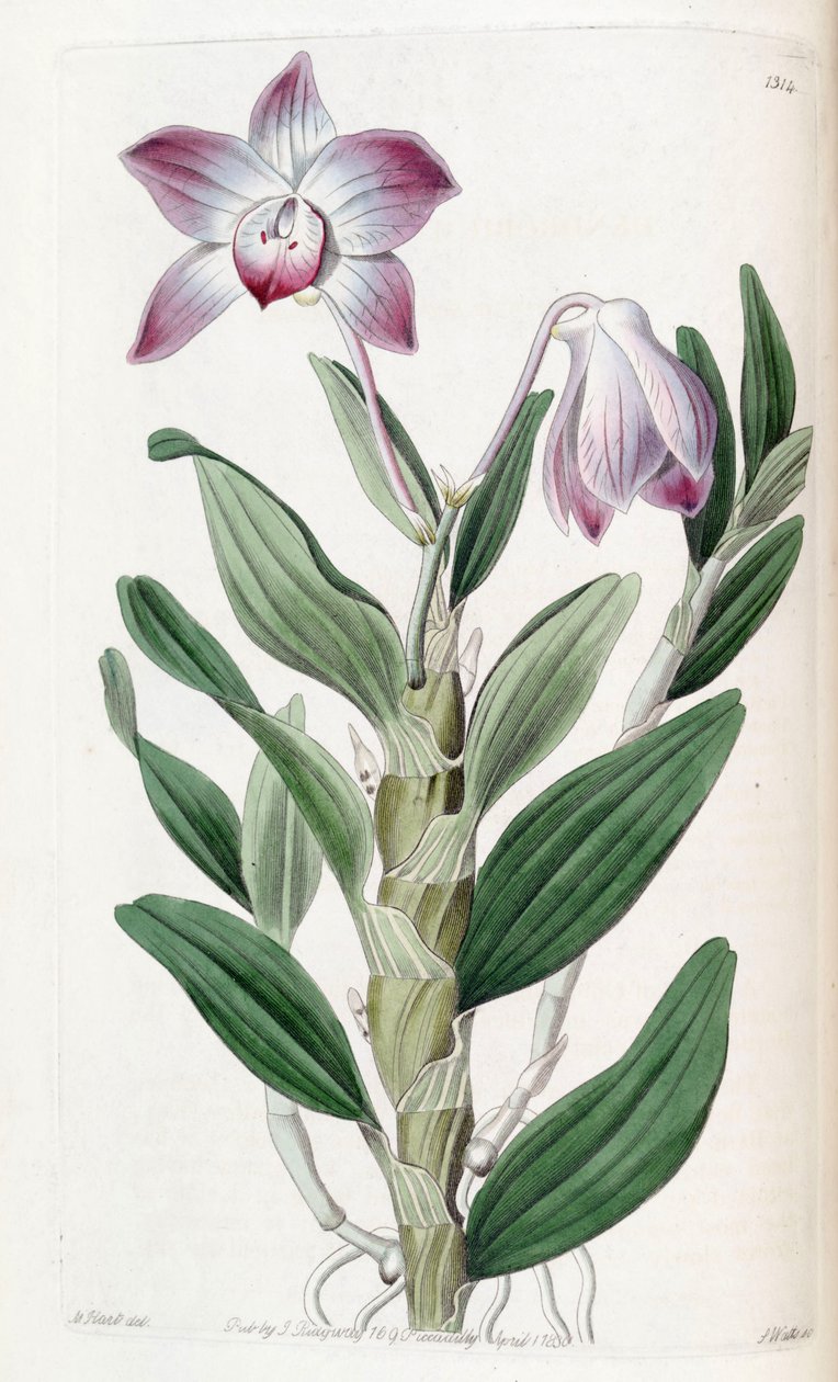Dendrobium moniliforme alkotó: Jams  Watts