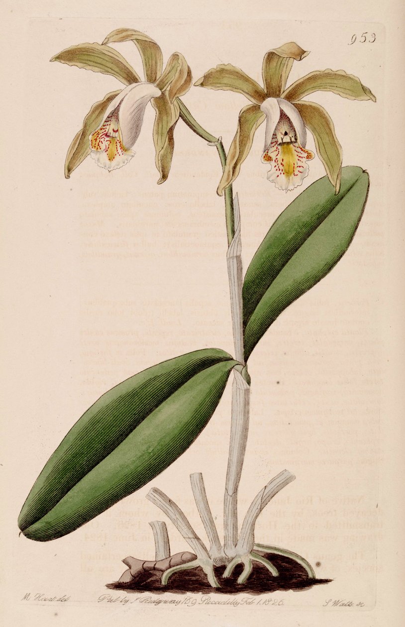 Cattleya forbesii illusztrációja alkotó: Jams  Watts