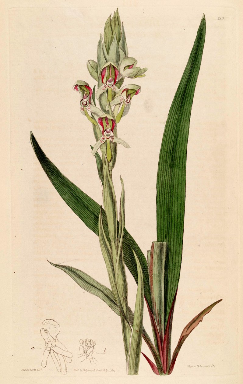 Illusztráció: Disa cernua (mint syn. Disa prasinata) alkotó: Jams  Watts