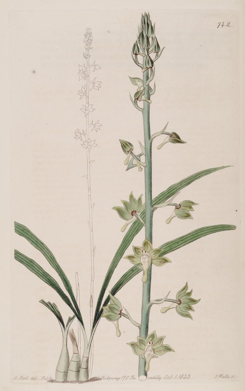 Illusztráció: Eulophia gracilis alkotó: Jams  Watts