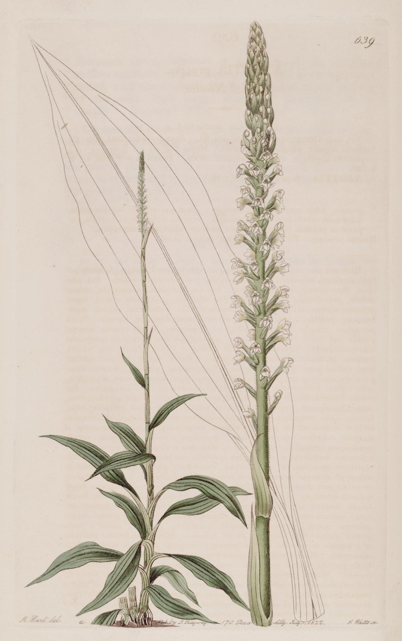 Illusztráció a Goodyera procera -ról (syn. Neottia procera) alkotó: Jams  Watts