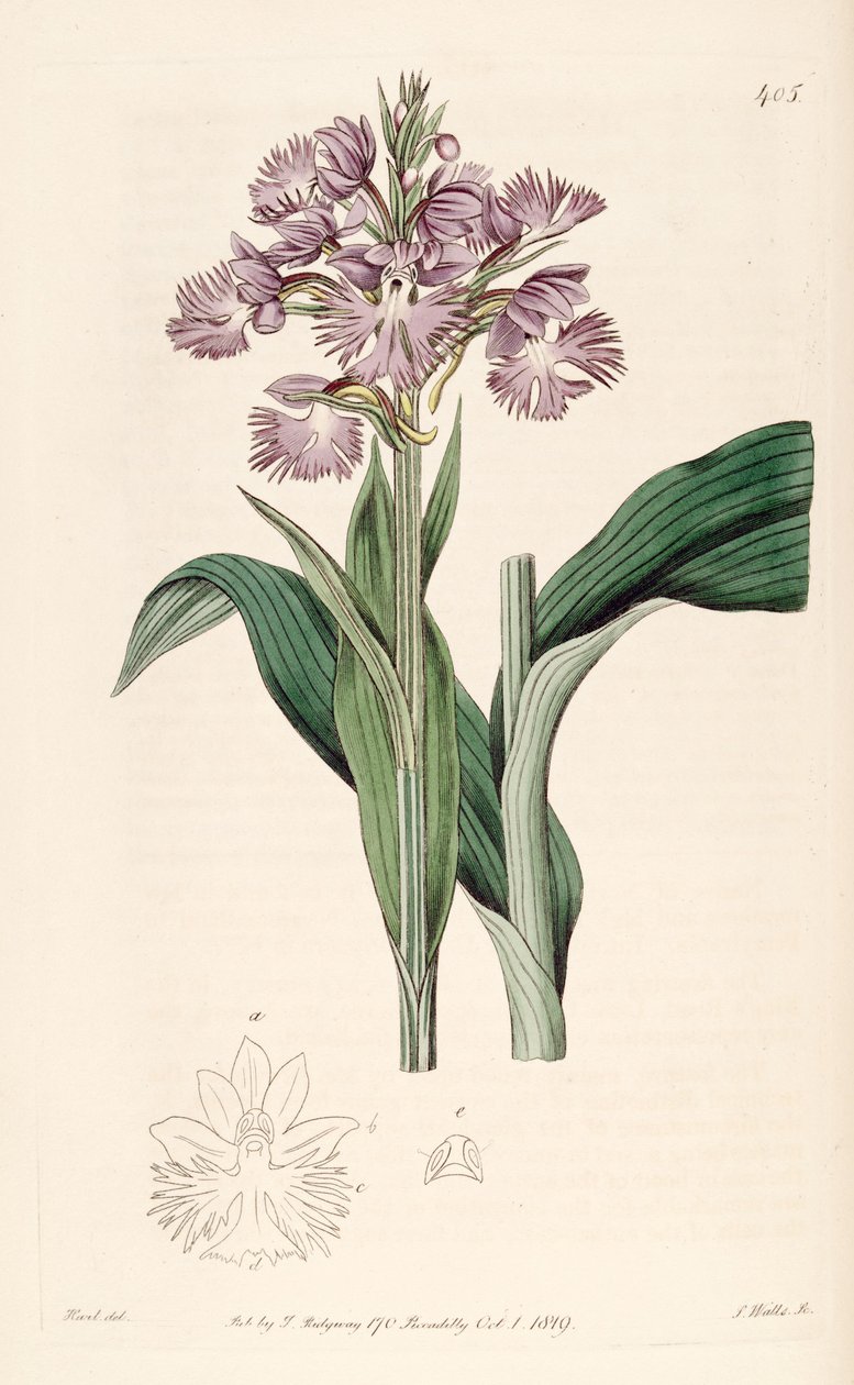 Illusztráció: Platanthera grandiflora (mint syn. Habenaria fimbriata) alkotó: Jams  Watts