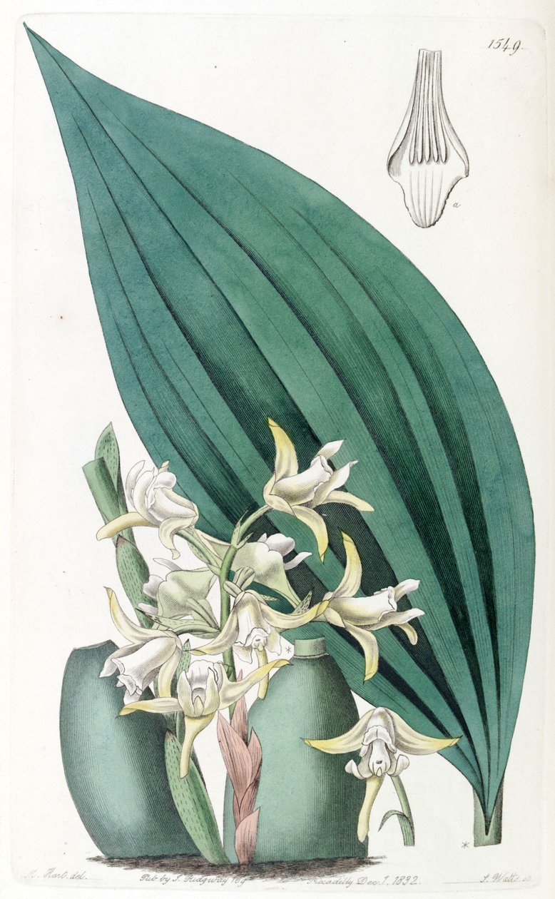 Maxillaria palmifolia (mint szin. Maxillaria decolor) alkotó: Jams  Watts