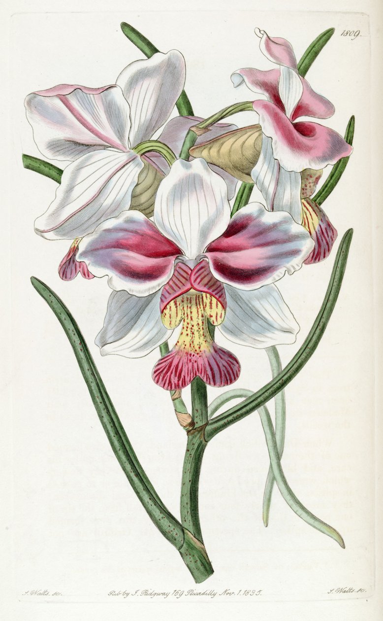 Papilivunante Teresh (Ass. Vanda Teresh) alkotó: Jams  Watts