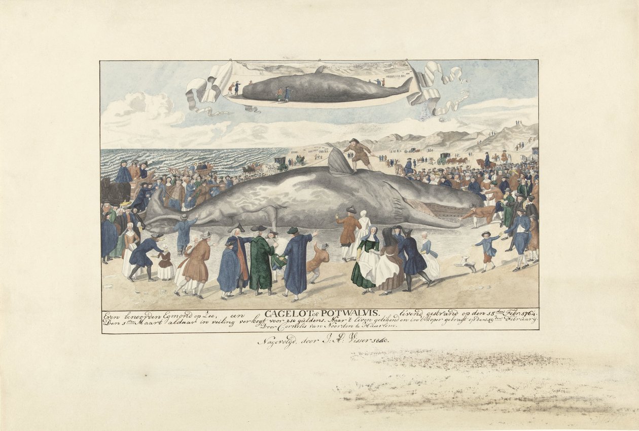 Az Egmond aan Zee-nél partra rekedt sperma bálna, 1764 Egmond op Zee-től északra egy Cagelot vagy Potwhale. élve rekedt 1764. február 15-én. (cím a tárgyon) alkotó: J.A. Visser