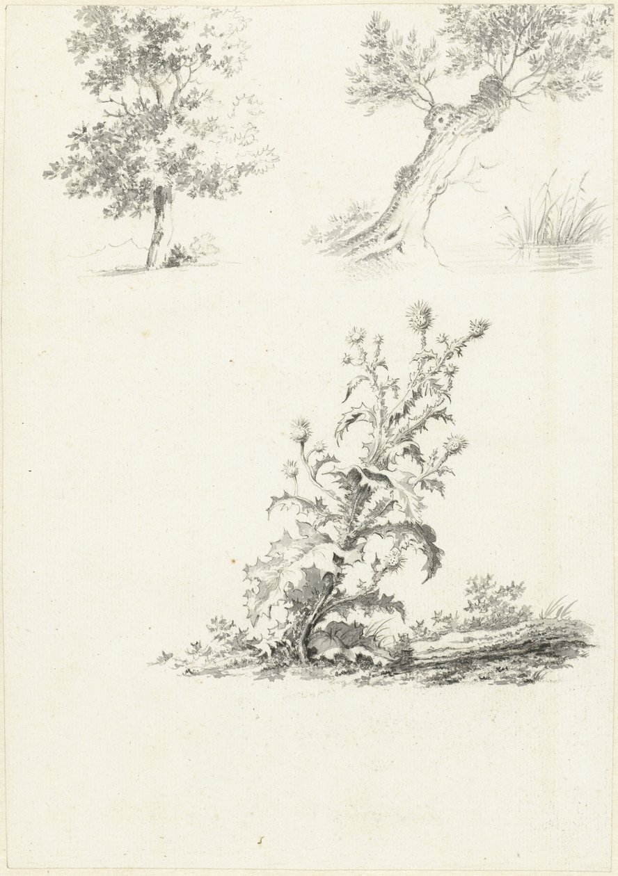 Két tanulmány egy fáról és egy bogáncsról alkotó: J.B. Joss (attributed to)