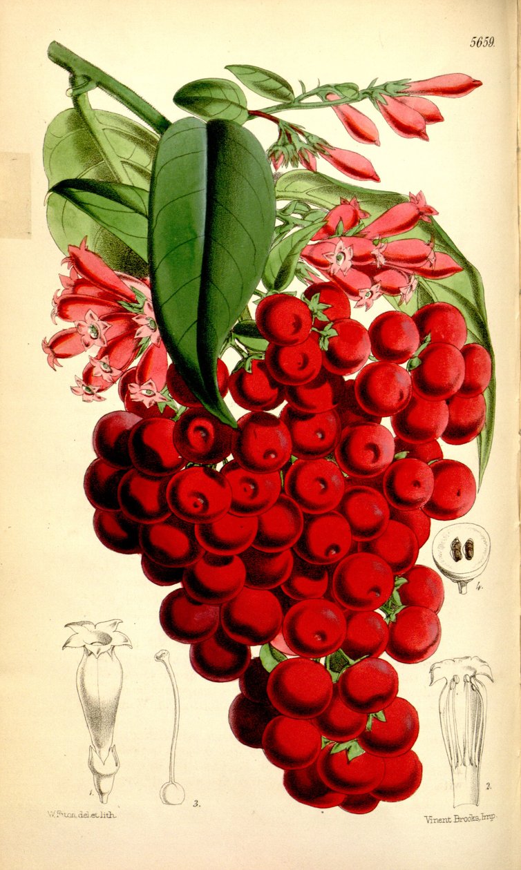 Cestrum elegans alkotó: J.D.Hooker