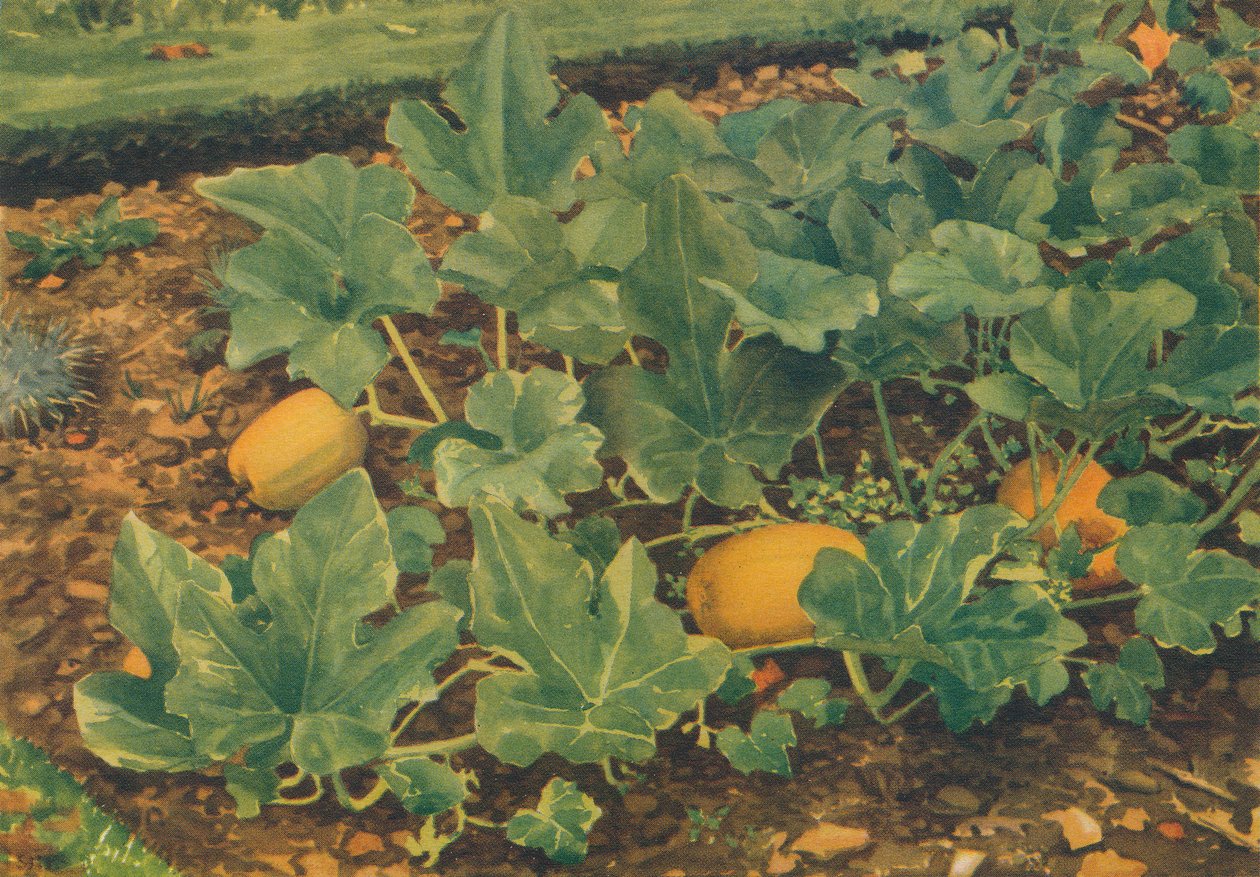 „Zöldségkondiók”, 1947 alkotó: JE Sowerby