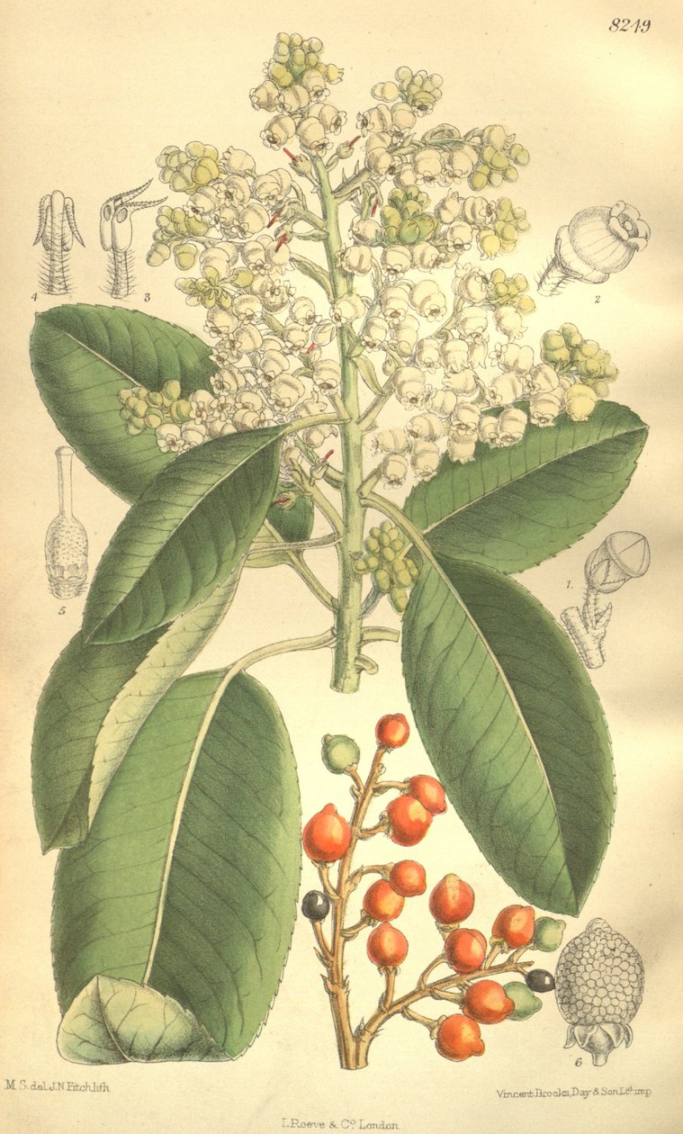 Arbutus menziesii alkotó: J.N. Fitch