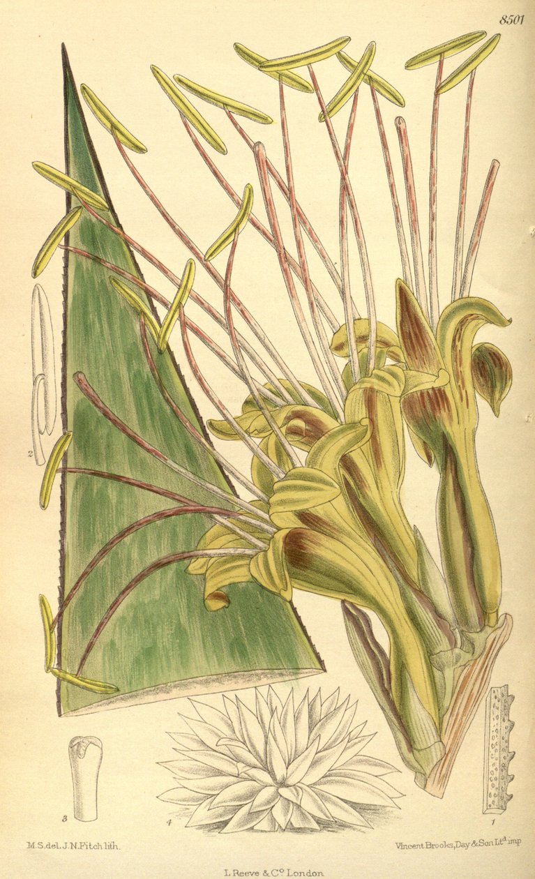 Agave warelliana, Asparagaceae, Agavoideae alkotó: J.N. Fitch