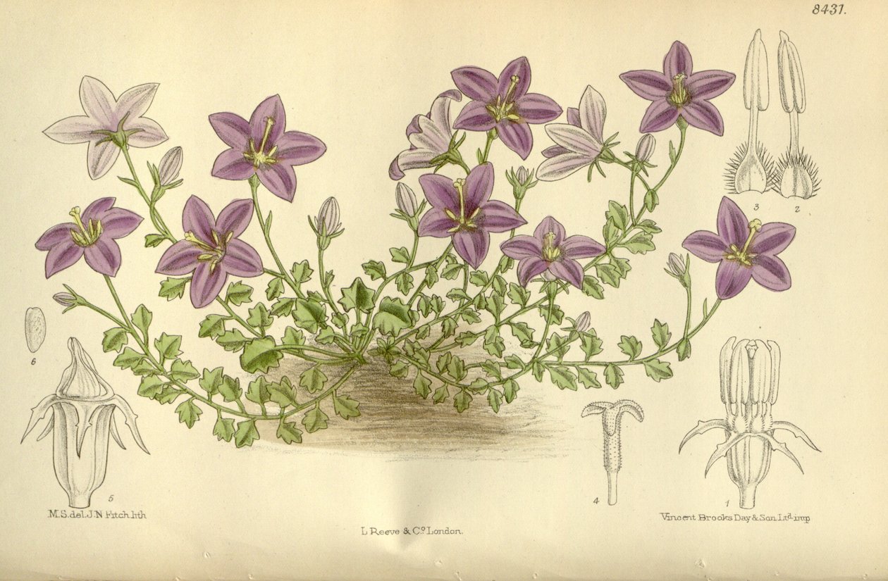 Campanula_arvatica, Campanulaceae, Campanulaceae alkotó: J.N. Fitch