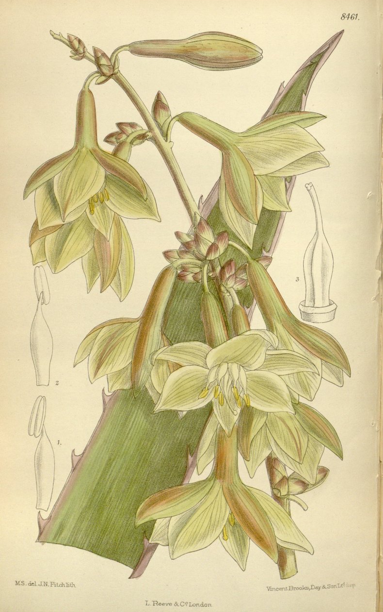 Furcraea elegans (= Furcraea feszes), Asparagaceae, Agavoideae alkotó: J.N. Fitch