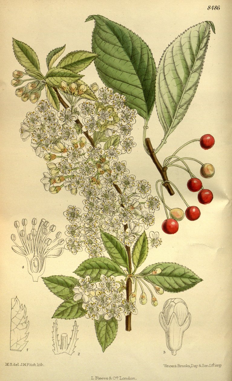 Prunus pensylvanica, Rosaceae alkotó: J.N. Fitch