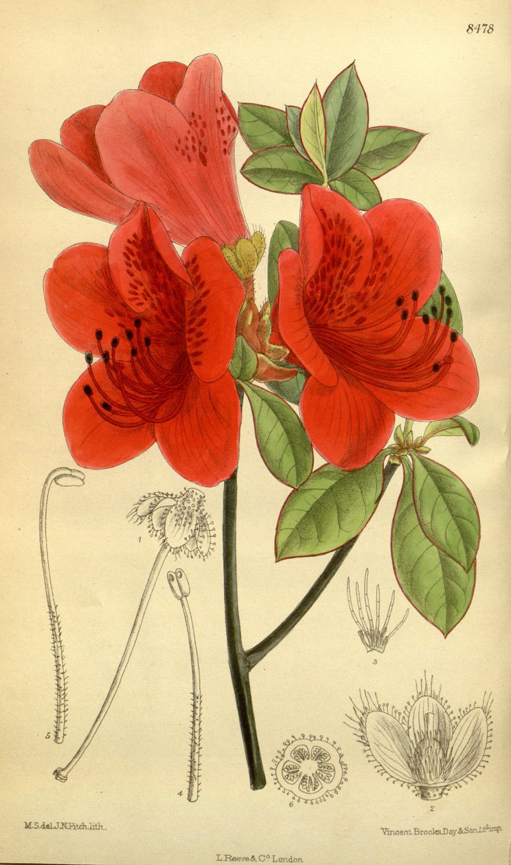 Rhododendron sublanceolatum (= Rhododendron scabrum), Ericaceae alkotó: J.N. Fitch