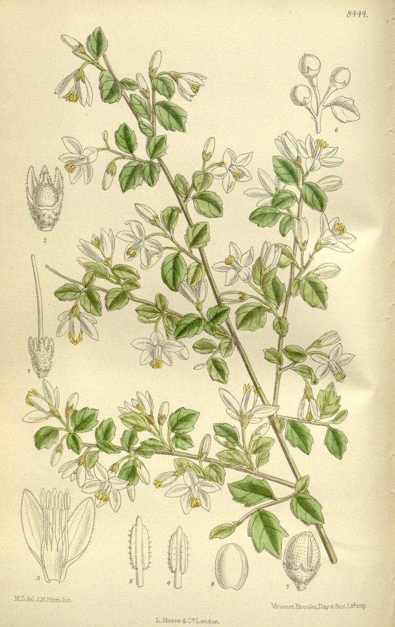 Styrax wilsonii, Styracaceae alkotó: J.N. Fitch