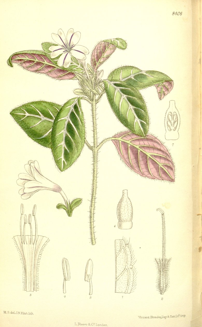 Acanthaceae alkotó: J.N. Fitch