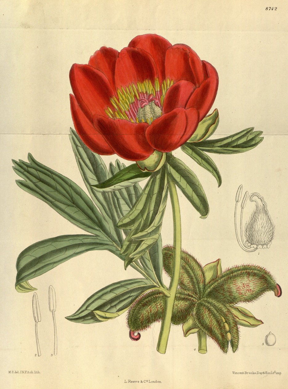 Paeonia peregrina, Paeoniaceae alkotó: J.N. Fitch