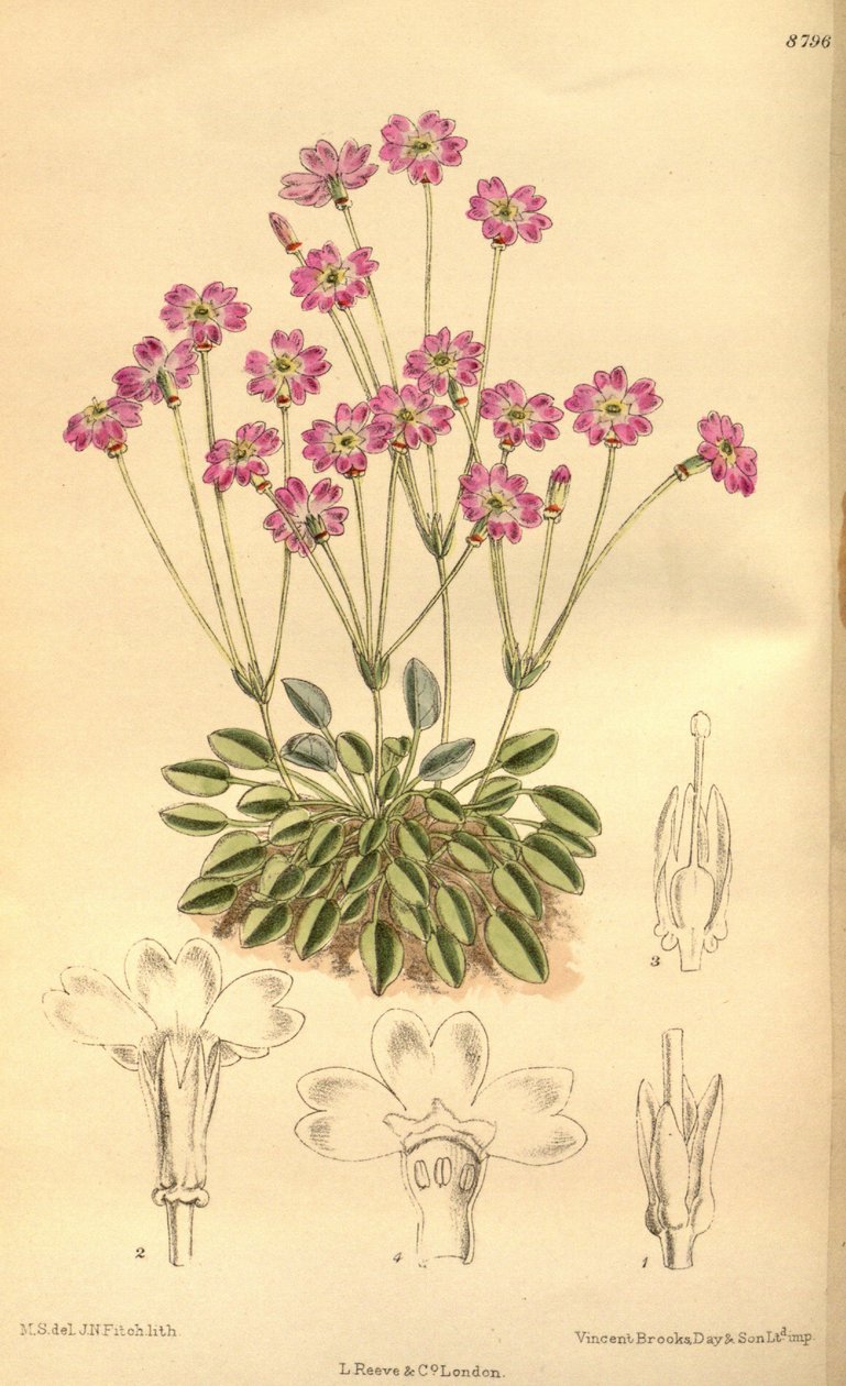 Primula tibetica, Primulaceae alkotó: J.N. Fitch