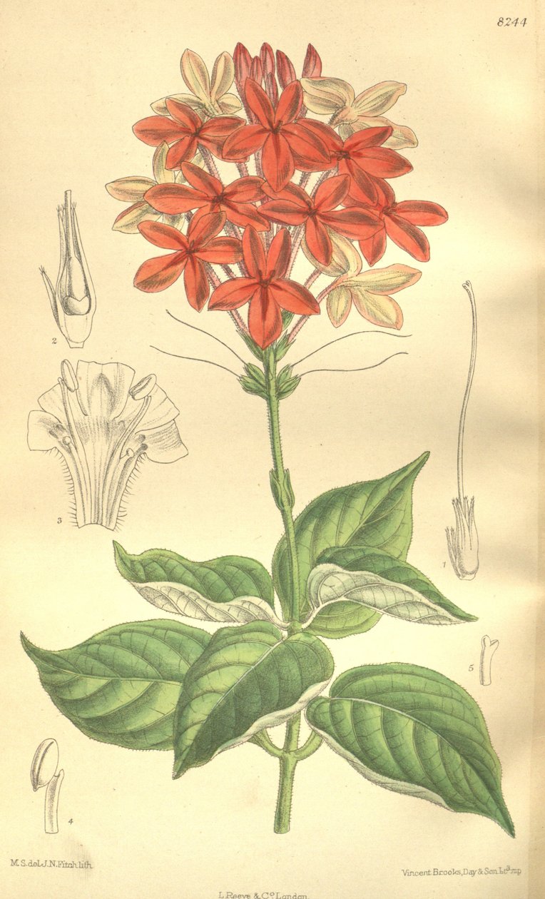 Pseuderanthemum seticalyx (= Ruspolia seticalyx), Acanthaceae alkotó: J.N. Fitch