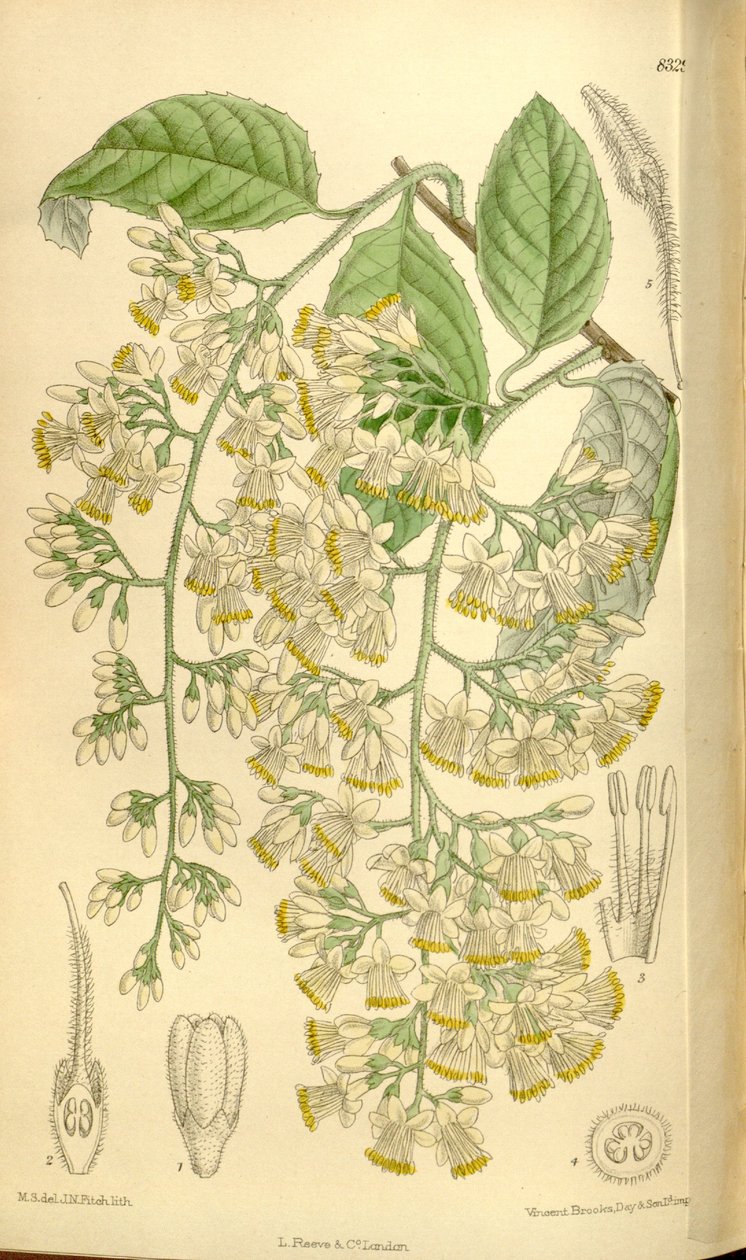 Pterostyrax hispidus, Styracaceae alkotó: J.N. Fitch