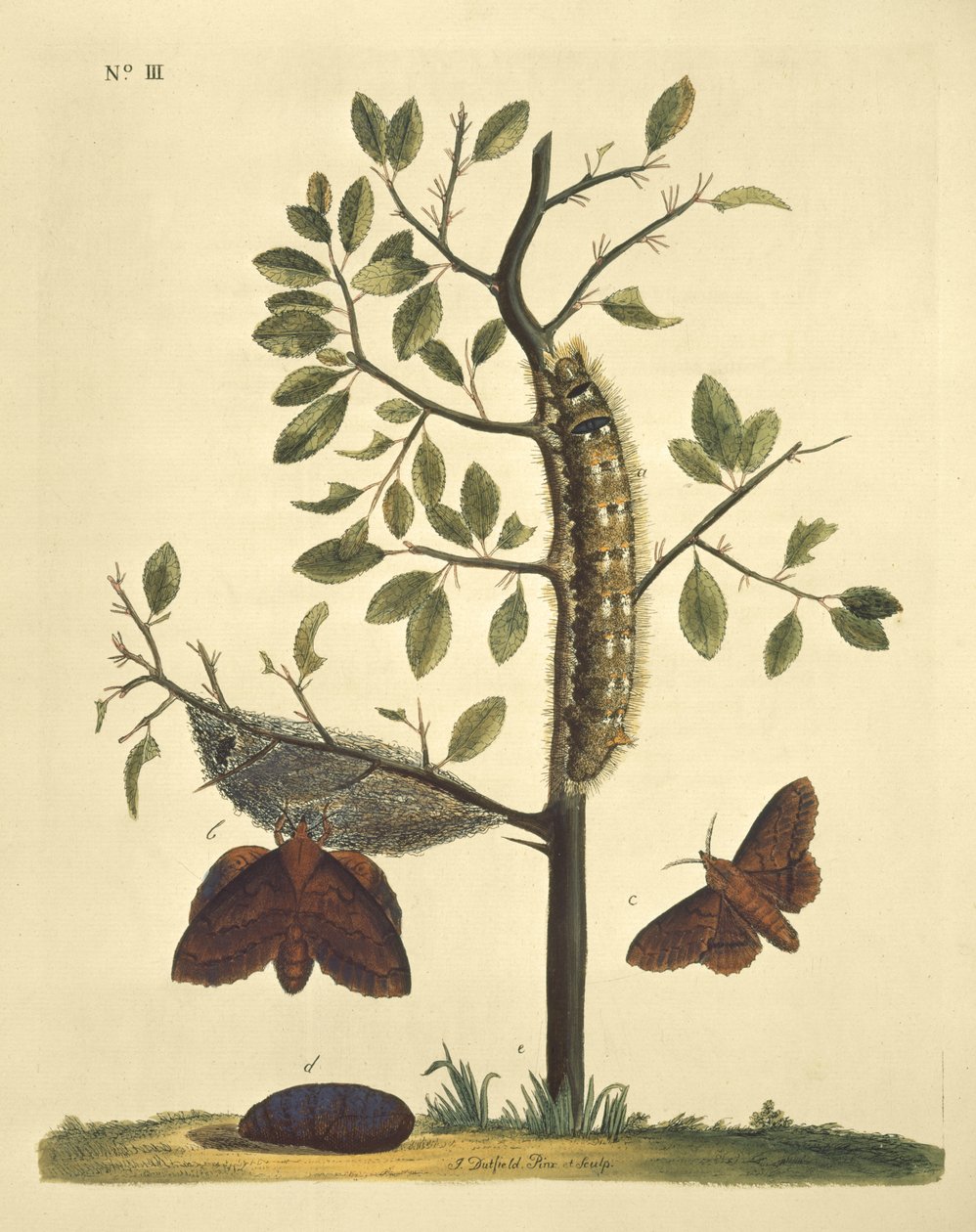 Pillangók, hernyók és növények: J. Dutfield 111. tányérja. alkotó: J. Dutfield