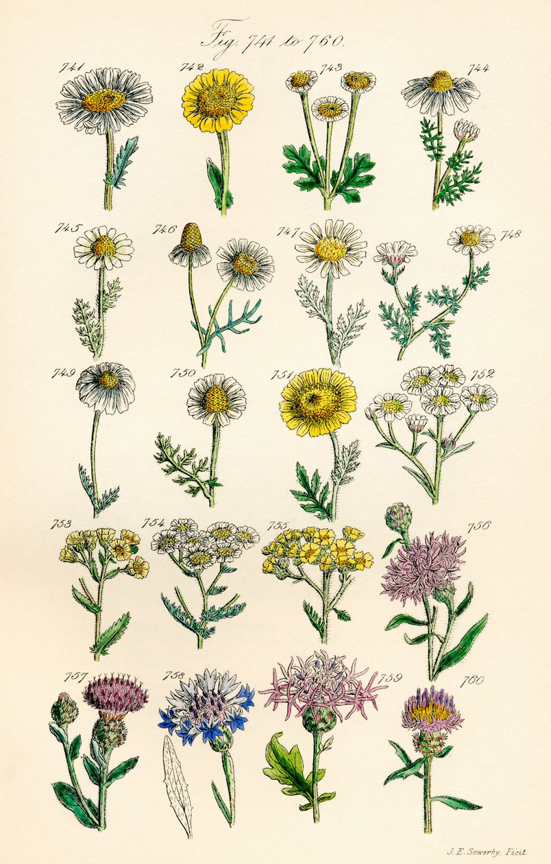 A British Wild Flowers színes illusztrációinak oldala J. E. Sowerby és C. P. Johnson műve után alkotó: J. E. and Johnson C. P.  Sowerby