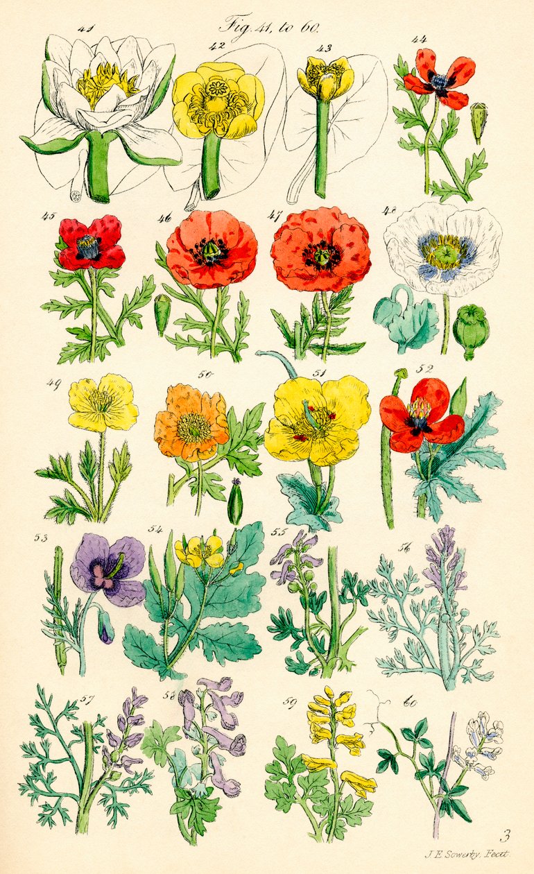 A British Wild Flowers színes illusztrációinak oldala J. E. Sowerby és C. P. Johnson műve után alkotó: J. E. and Johnson C. P.  Sowerby